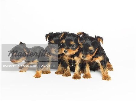 Yorkshire Terrier Puppies