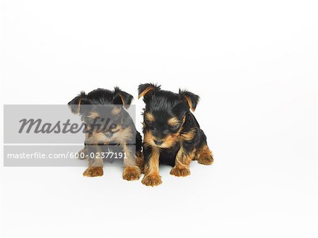 Yorkshire-Terrier-Welpen