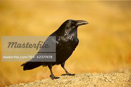 Portrait de Raven