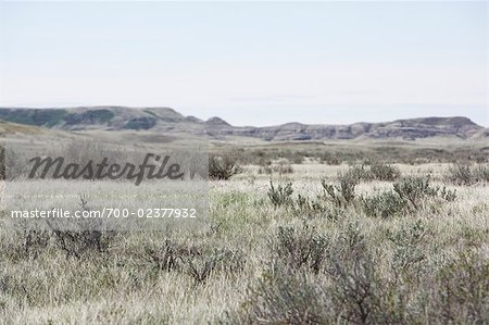 Paysage des Prairies, Parc National des Prairies, Saskatchewan, Canada