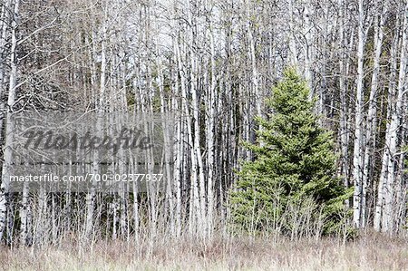 Arbre à feuilles persistantes de forêt décidue, Parc National des Prairies, Saskatchewan, Canada