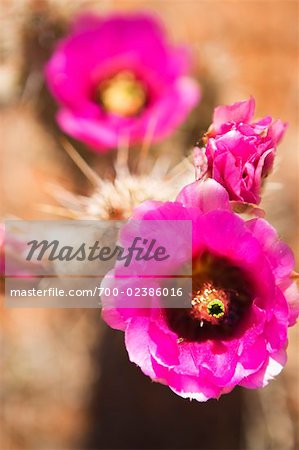 Fleur de figue de Barbarie Cactus, Arizona, USA