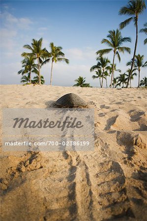 Tortue de mer dormir sur la plage près de Kona, Big Island, Hawaii