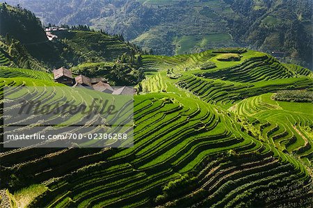 Long Ji riz en terrasses, Ping, un Village de Longsheng, Chine