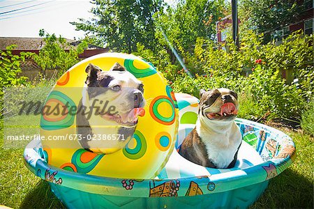 Two Boston Terriers with life rings sitting in a wading pool