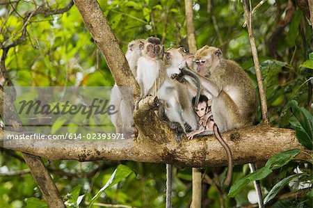 Long tailed macaques