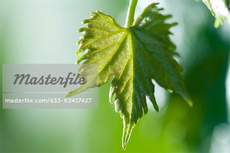 Close-up of leaf, backlit