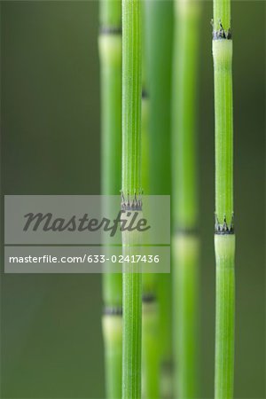 Joncs de prêle (equisetum hyemale), gros plan