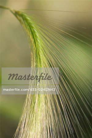 Barley husk, close-up