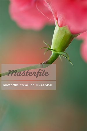 Hibiscus flower sepals, close-up