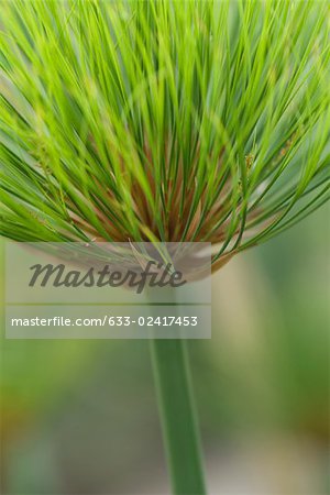 Papyrus plant (cyperus papyrus), close-up