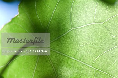 Sunlight shining through nasturtium leaf, low angle view
