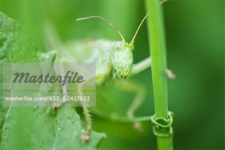 Grasshopper perched on leaf