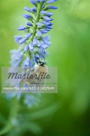 European dark bee (apis mellifera mellifera) gathering pollen from blue flower