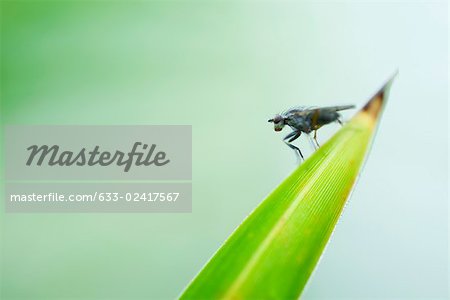 Fleisch-Fly (Sarcophaga) thront auf der Spitze des Blattes