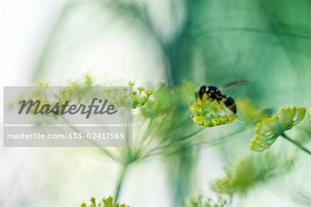 Schwebfliegen Sammeln von Blütenstaub aus gelben Blüten