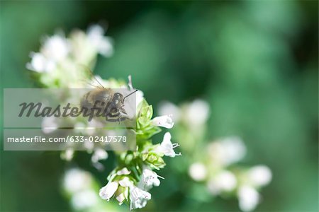 European Dark bee (apis mellifera mellifera) gathering pollen from white flowers European Dark bee (apis mellifera mellifera) gathering pollen from white flowers