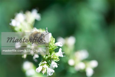 Européenne sombre abeille (apis mellifera mellifera) collecte de pollen de fleurs blanches