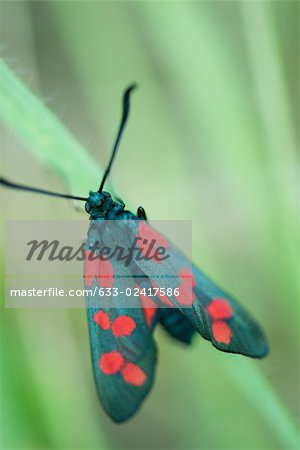 Six-spot burnet moth (zygaena filipendulae) perched on blade of grass Six-spot burnet moth (zygaena filipendulae) perched on blade of grass