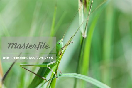 Grasshopper feeding on grass