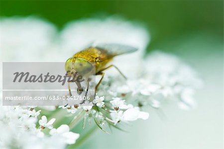 Tabanide accrochés aux fleurs blanches boire pollen