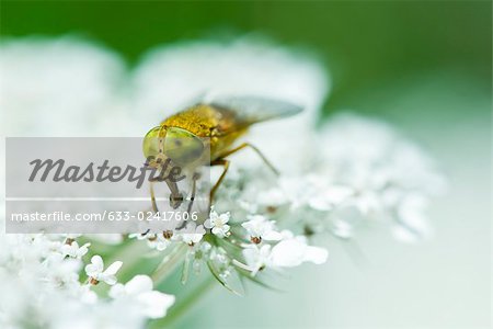 Pferdefliege thront auf weiße Blume Blütenstaub trinken