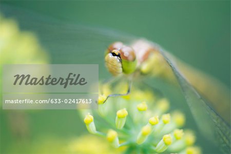 Dragonfly perched on tiny yellow flower blossoms Dragonfly perched on tiny yellow flower blossoms