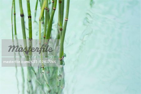 Horsetail rush (equisetum hyemale) in water
