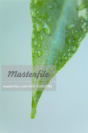 Feuille couverte de gouttelettes d'eau