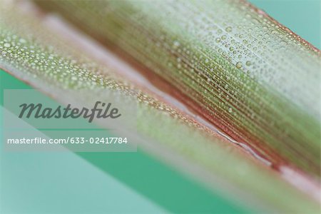 Palm leaf covered in small water droplets, close-up