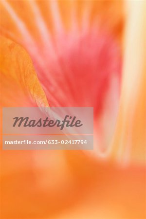 Hibiscus petal, close-up