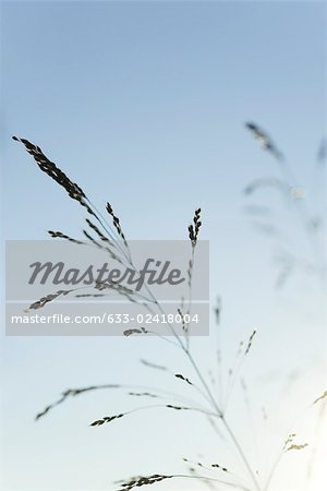 Stalk of wheat, backlit