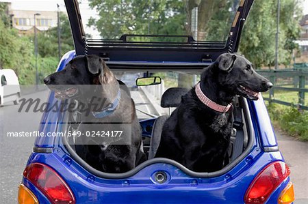 Hunde im Boot Elektroautos atmet auf
