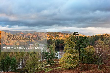 Autumn, Tarn Hows, Lake District, Cumbria, England