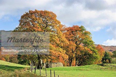 Eiche Bäume, Grasmere, Lake District-Nationalpark, Cumbria, England