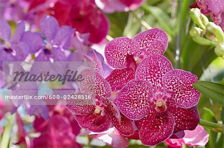 Orchidées, Chiang Mai, Thaïlande