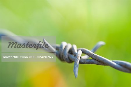 Close-up of Barbed Wire