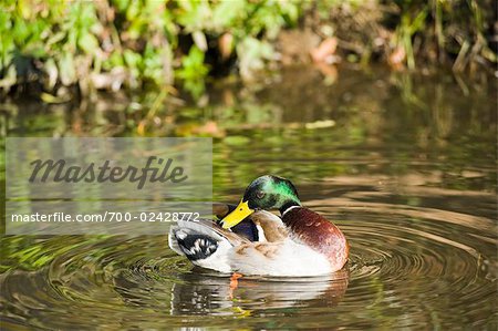 Male Duck Cleaning His Feathers, Salzburger Land, Austria