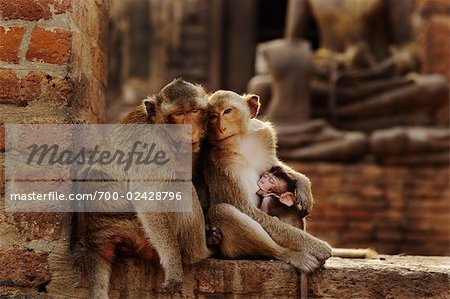 Portrait de singe famille, Lobpuri, Lonpuri Province, Thaïlande