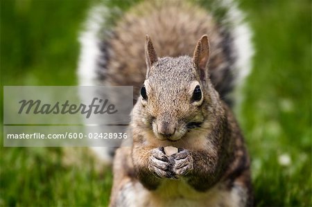 Gray Squirrel