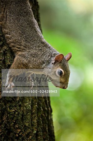 Gray Squirrel