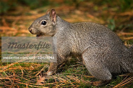 Gray Squirrel