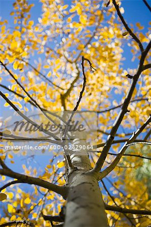 Tree in Autumn, Lake Tahoe, California, USA