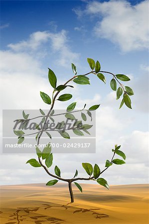 Euro-Shaped Plant Growing in the Desert