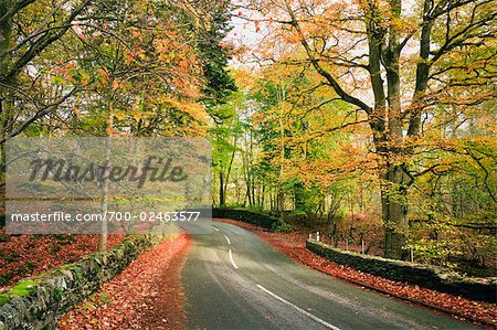 Route de campagne en automne, Lake District, Cumbria, Angleterre