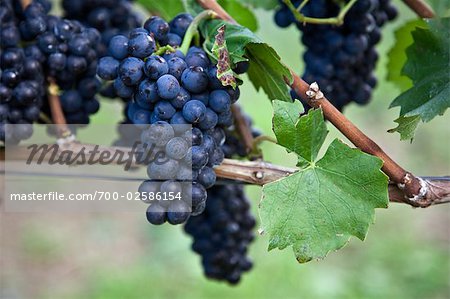 Wine Grapes on Vine, Ahrweiler, Germany