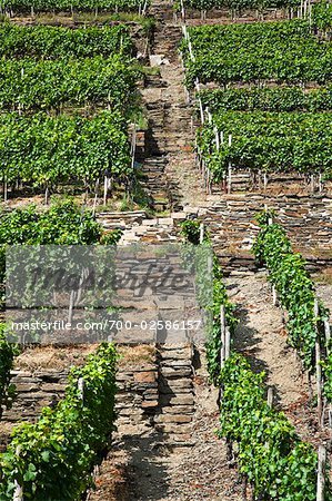 Escalier de pierre à travers les vignes, Ahrweiler, Allemagne, Europe