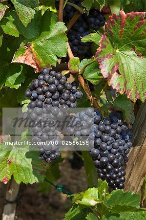 Wine Grapes on Vine, Ahrweiler, Germany