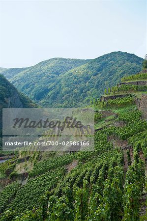 Overview of Vineyard, Ahrweiler, Germany