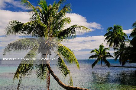 Opunohu Bay, Moorea, French Polynesia